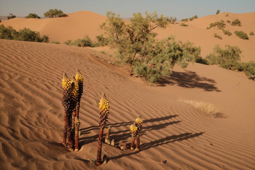 Figure 6: Life flourishes even in the desert
